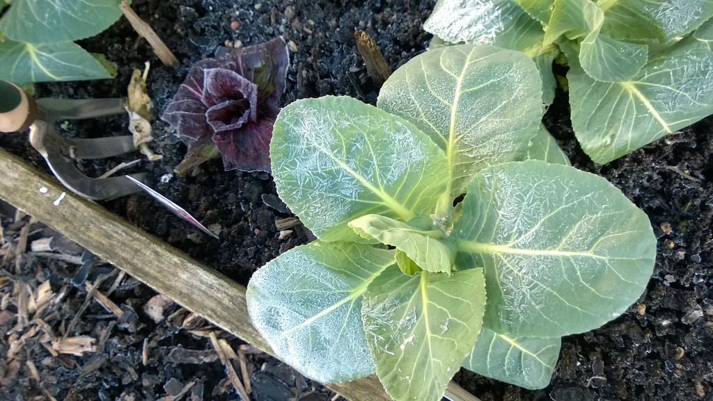Frosty Winter Cabbage by cataylor41