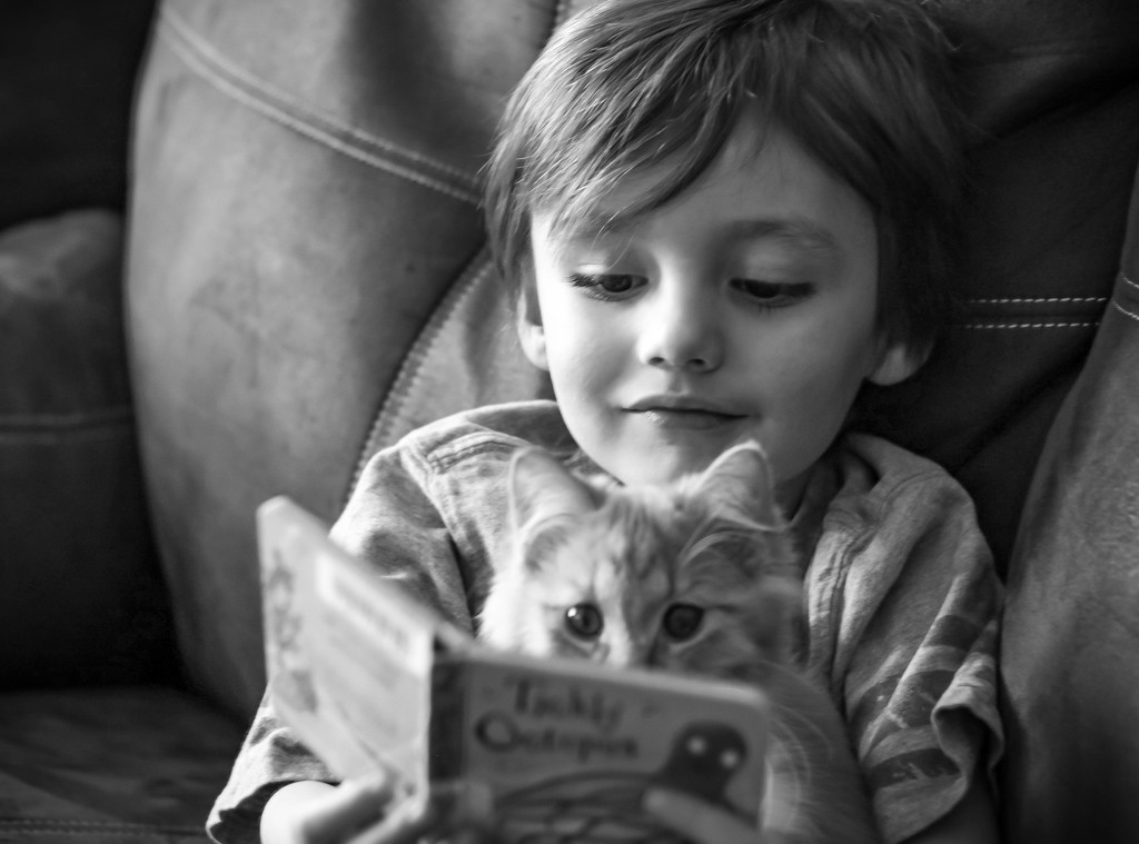 Just another lazy afternoon reading books to the cats... by bokehdot