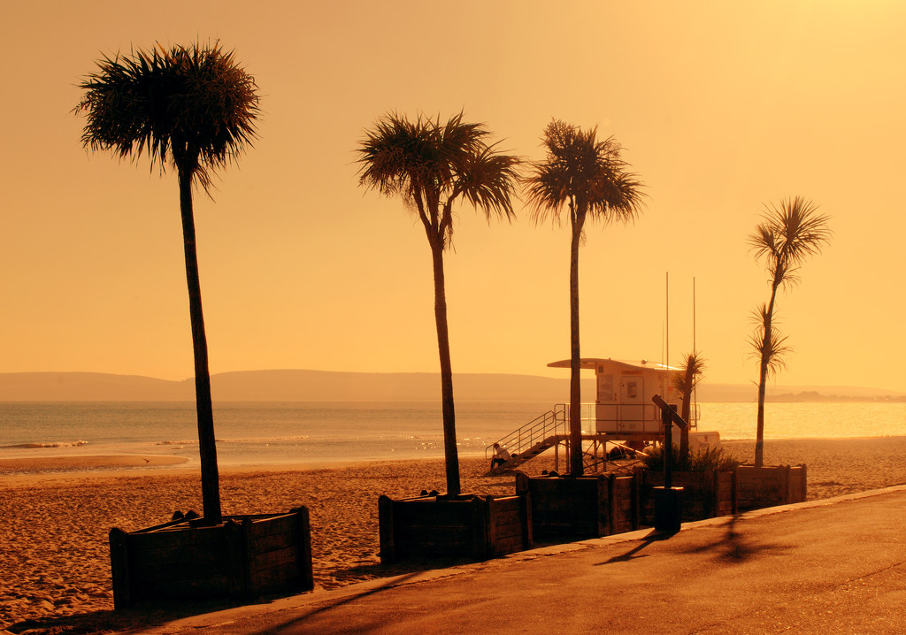 Palms on Bournemouth Beach by davidrobinson