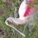 Roseattte (sp?) Spoonbill by rob257