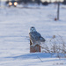 snowy owl by aecasey