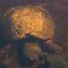Algae Turtle by rickster549