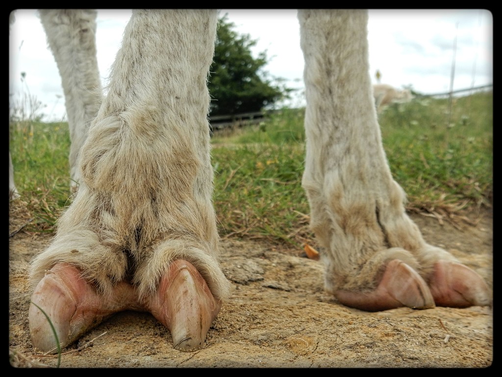 Big Foot by yorkshirekiwi