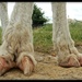 Big Foot by yorkshirekiwi
