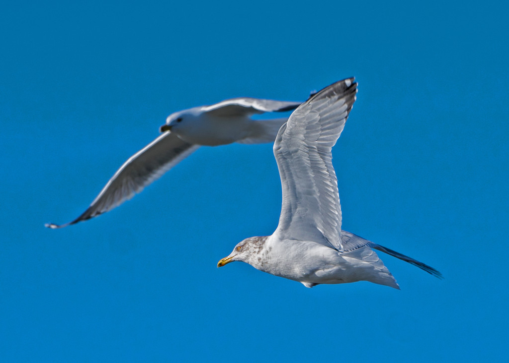 Two Gulls by rminer