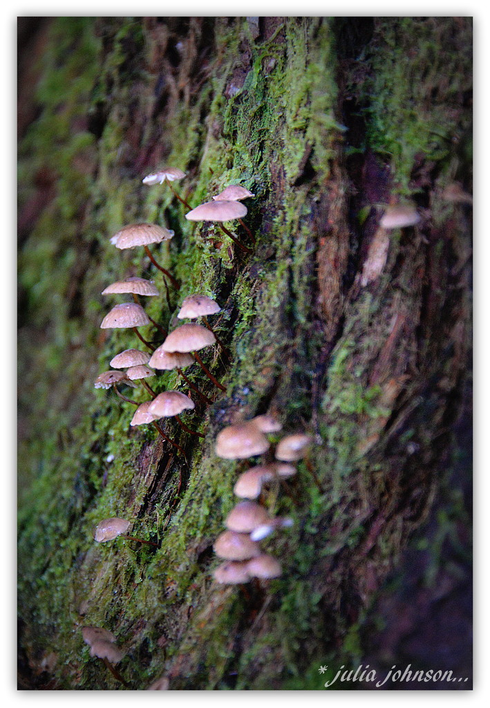 Tiny Fungi.. by julzmaioro