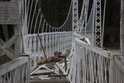 16th Jan 2016 - Cambus O' May Suspension bridge