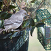 Northern Mockingbird by dsp2