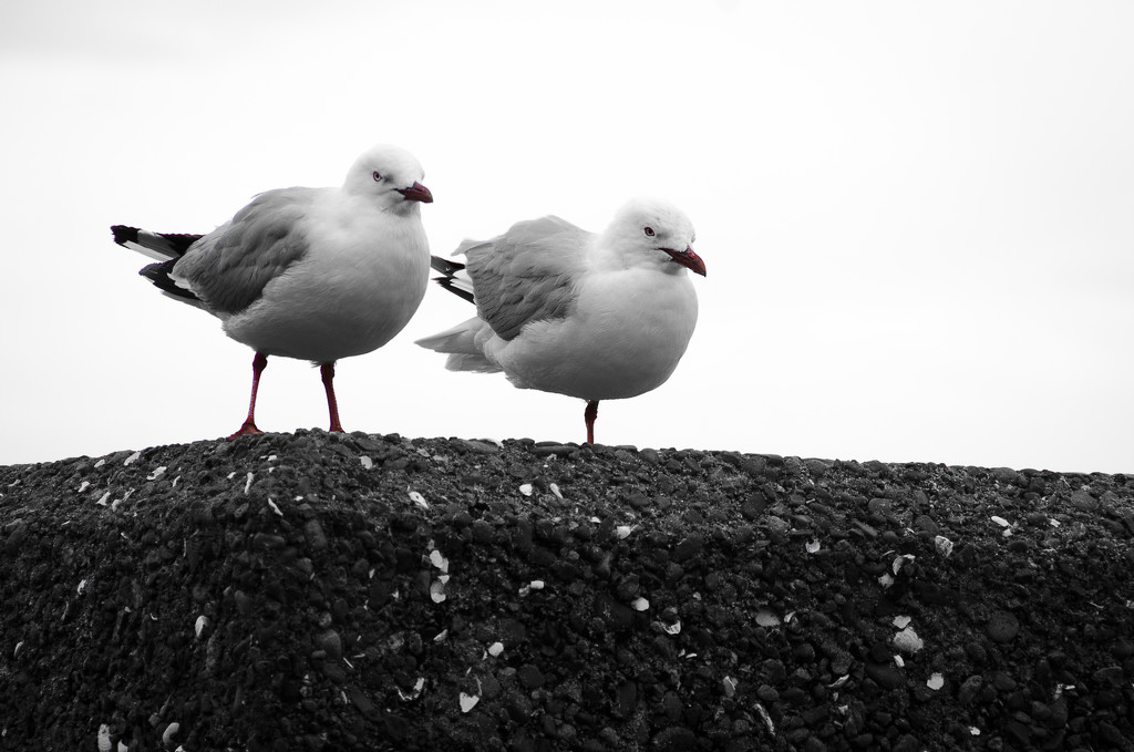 Two Birds, Three Legs by yaorenliu