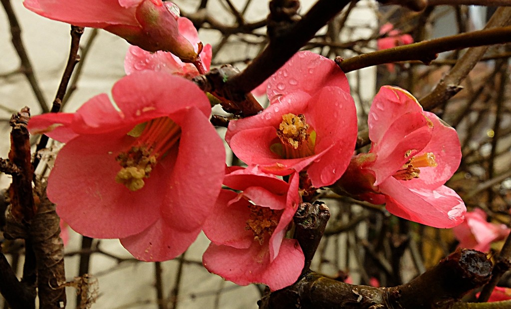 flowering quince aka chaenomeles by quietpurplehaze