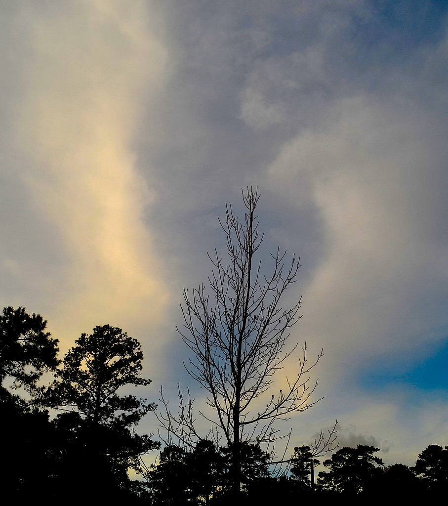 Lone tree and clouds by congaree