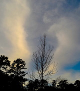 20th Jan 2016 - Lone tree and clouds