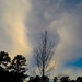 Lone tree and clouds by congaree