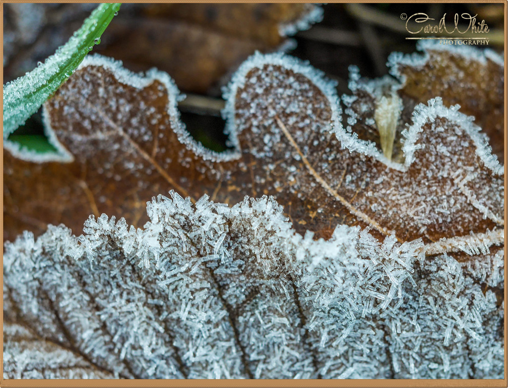 Frosted Leaves by carolmw
