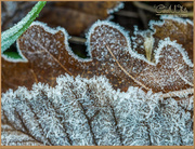 20th Jan 2016 - Frosted Leaves