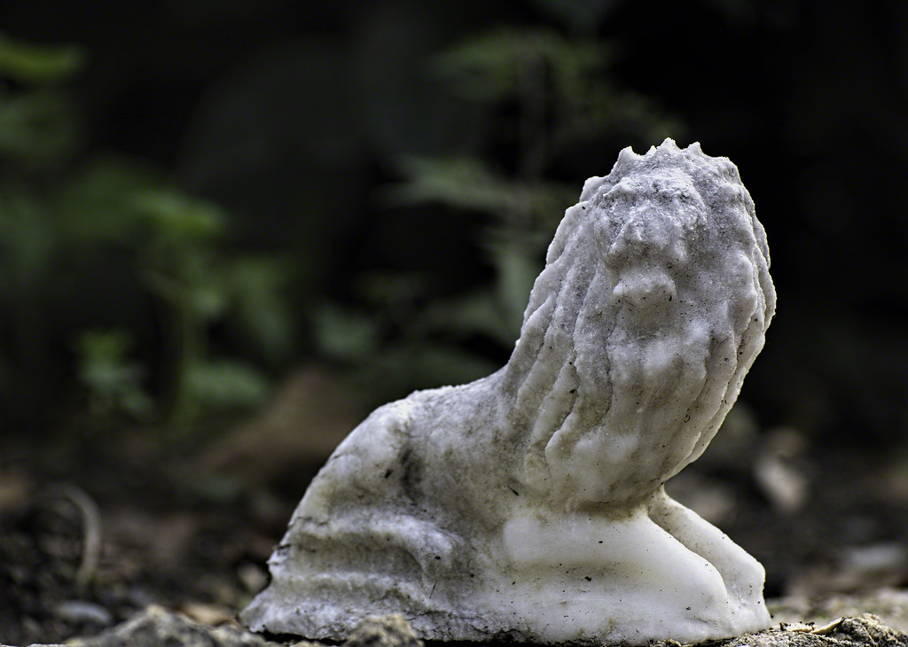 Marble lion melting in the garden. by evalieutionspics