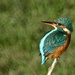 Kingfisher Female by padlock