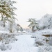 Winter Wonderland by shepherdmanswife