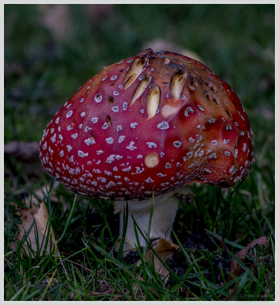 Fly Agaric Fungi by pcoulson