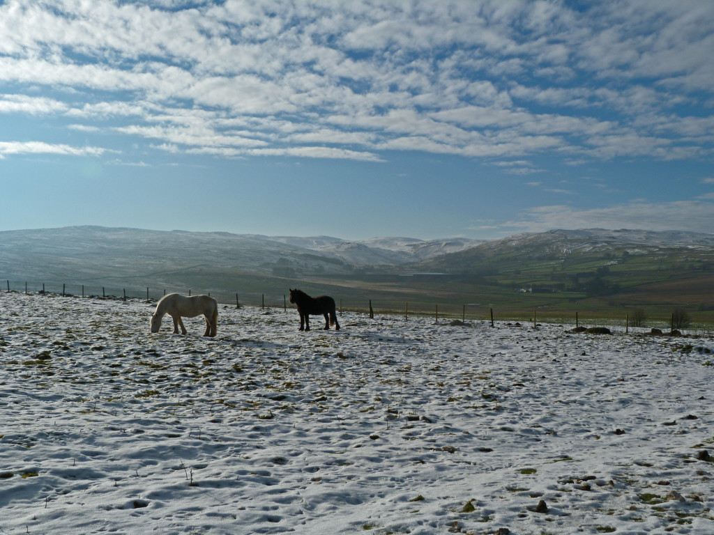 Winter horses by shirleybankfarm