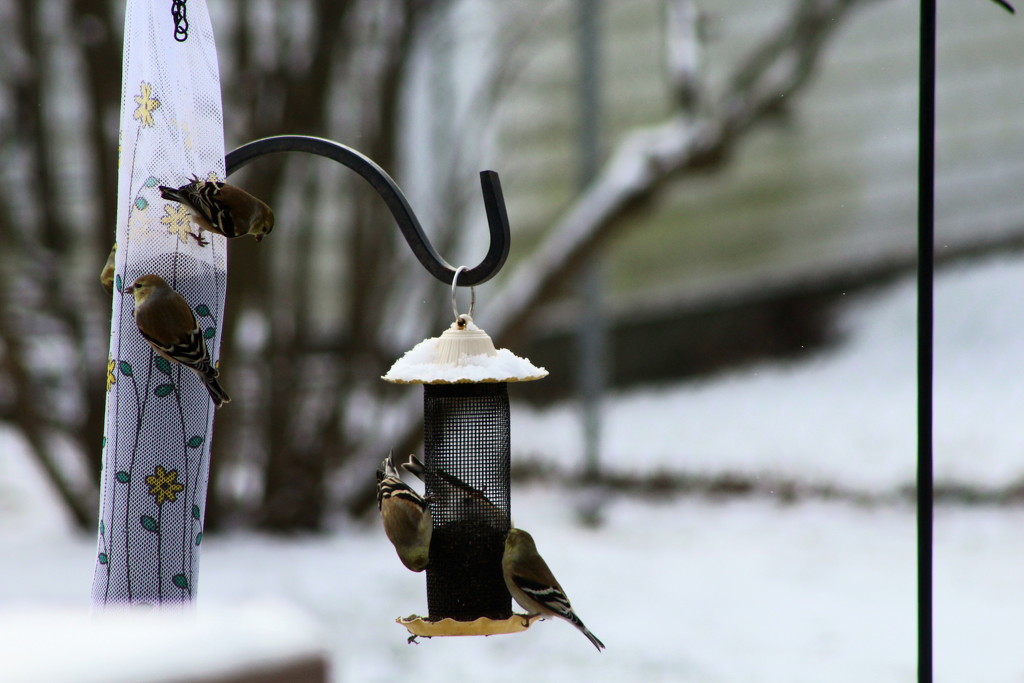 Goldfinch Feeding by randy23