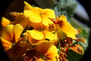 19th Jan 2016 - Close Up Flowers
