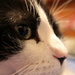 Cat Close Up by randy23