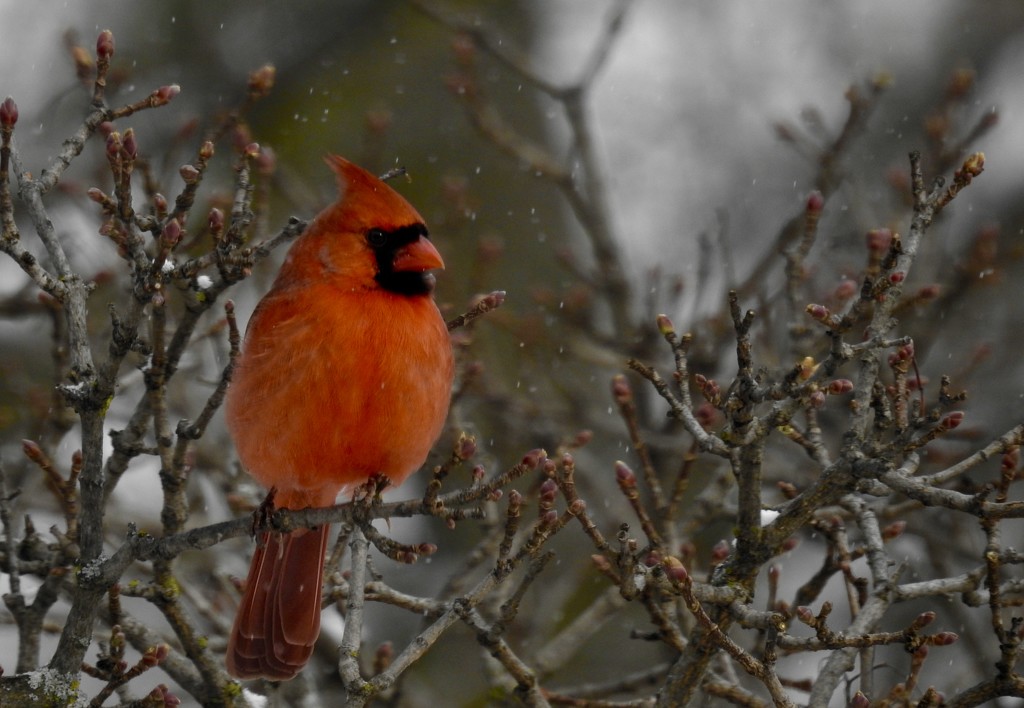 winter cardinal by amyk