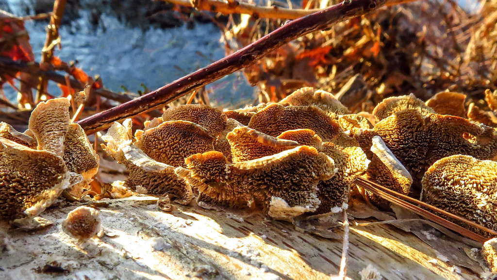 Creekbank Fungi by milaniet