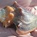 sea shells by mjmaven