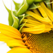 Sunflower Sunshine  by nicolecampbell