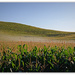 Mist over the Corn Fields.. by julzmaioro