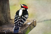 20th Jan 2016 - Downy Woodpecker