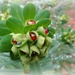 Euphorbia amygadaloids,var. robbiae by beryl