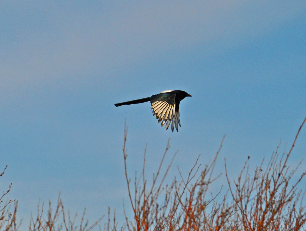 Magpie in flight by philbacon