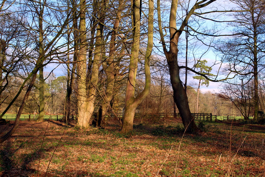 Blickling Woods by jeff