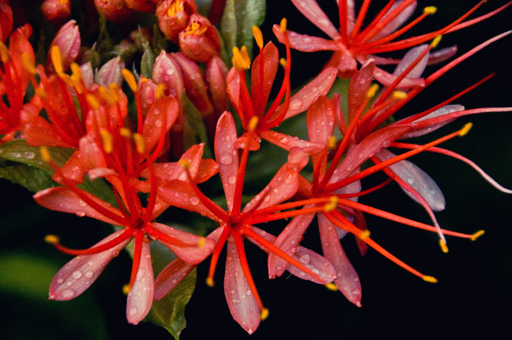Scadoxus multiflorus - African blood lily by annied
