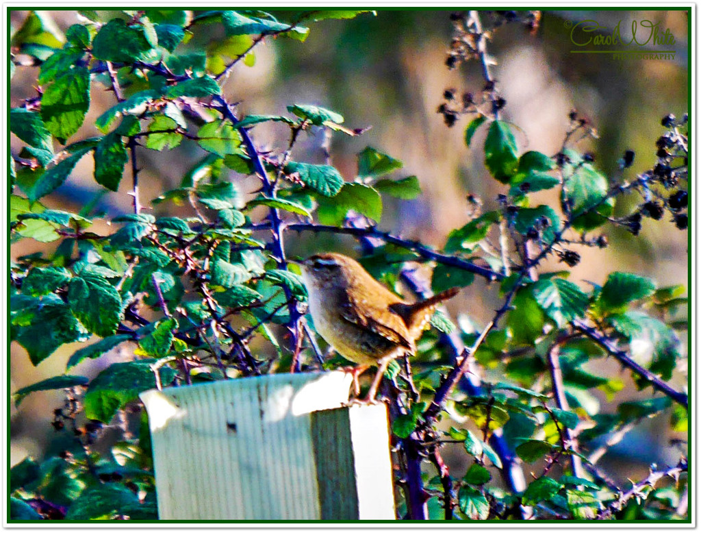 Little Jenny Wren by carolmw