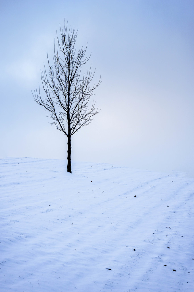 Simply Snowy Tree by jae_at_wits_end