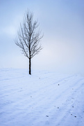 20th Jan 2016 - Simply Snowy Tree