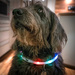 Ness modelling her new flashing collar by frequentframes