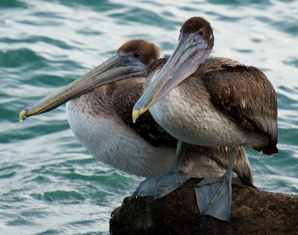 Lazy fishermen by eudora