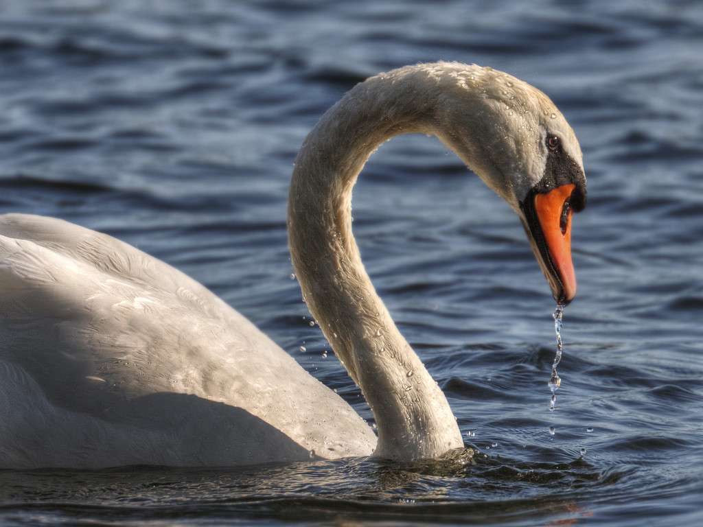 Swan. by gamelee