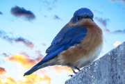 21st Jan 2016 - Believe He's Angry Bluebird's Brother