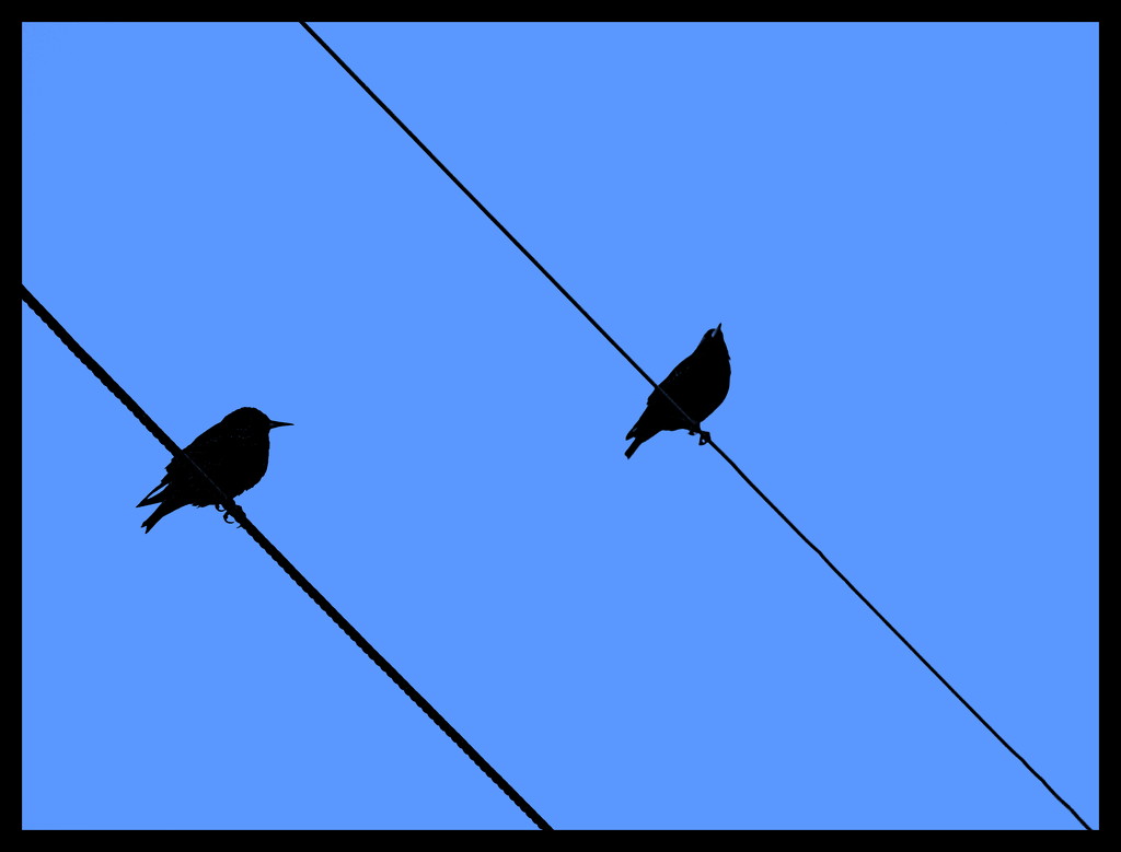 Two birds on a wire! by homeschoolmom
