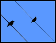 21st Jan 2016 - Two birds on a wire!
