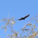 turkey vulture by blueberry1222