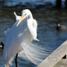 windblown egret by gaylewood