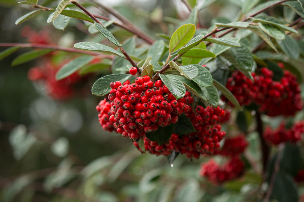 Winter Berries by nanderson