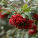 Winter Berries by nanderson